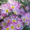 Chrysanthemum Live Plant, Mums Flower, 5-7 Inch Tall, Yellow Pink, for Outdoor Indoor Gardening
