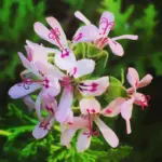 Citronella Plants Live for Garden 2 Pack - 4-6 Inches Tall Citronella Starter Plants - Easy to Grow