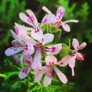 Citronella Plants Live for Garden 2 Pack - 4-6 Inches Tall Citronella Starter Plants - Easy to Grow