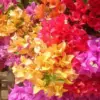 Climbing Bougainvillea Plants Vibrant Bloom Mixed Colors 5-9 inch Live Full Sun Hardy Trellis Vine Shrub