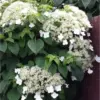 Climbing Hydrangea Plants Live Vining Tree, 4-8 Inch Tall, White Flower Changing Color, Set of 2 for Planting