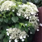 Climbing Hydrangea Plants Live Vining Tree, 4-8 Inch Tall, White Flower Changing Color, Set of 2 for Planting