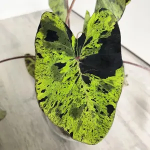 Colocasia Live Plants 5-8" Tall - Combo 2 Black Green Elephant Ear Taro Alocasia Houseplant for Planting