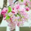 Crabapple Trees Live Plants 6-12in Height, Outdoor Flowering Duo Pack for Gardens