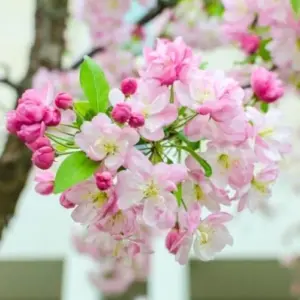 Crabapple Trees Live Plants 6-12in Height, Outdoor Flowering Duo Pack for Gardens