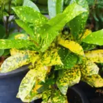 Croton Plant Live Green Gold Houseplant, 5-7 Inch Tall, Vibrant Foliage, Indoor Plant