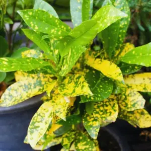 Croton Plant Live Green Gold Houseplant, 5-7 Inch Tall, Vibrant Foliage, Indoor Plant