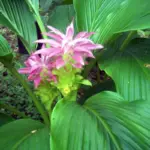 Curcuma Turmeric Ginger Plant Live 4-8 Inch Tall, Ornamental Flowers for Planting