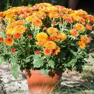 Dark Orange Chrysanthemum Plant Live - 5-7 Inch Tall Well Rooted Mum Flower for Indoor Outdoor Gardening