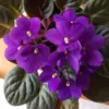 Dark Purple African Violet Live Plant 4 Inch Pot Perennial Indoor Flowering Houseplant