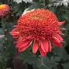 Dark Red Chrysanthemum Plants Live 2-Pack 5-7 Inch Tall Mums Perennial Flower