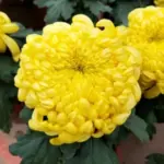 Double Yellow Chrysanthemum Plants Live Mums 5-7 Inch Tall Perennial Flowers for Garden & Patio