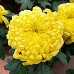 Double Yellow Chrysanthemum Plants Live Mums 5-7 Inch Tall Perennial Flowers for Garden & Patio