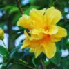 Double Yellow Hibiscus Tree Live Plant, Hardy Shrub, 8-11 Inches, Yellow