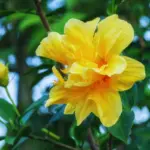 Double Yellow Hibiscus Tree Live Plant, Hardy Shrub, 8-11 Inches, Yellow