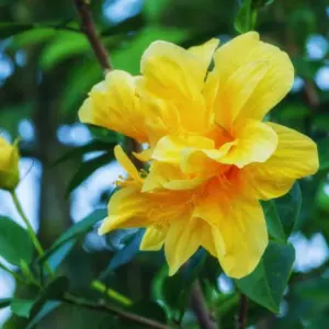 Double Yellow Hibiscus Tree Live Plant, Hardy Shrub, 8-11 Inches, Yellow