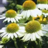 Echinacea Plant Live, White Coneflower Plant, 4 Inch Potted, Indoor Outdoor Garden