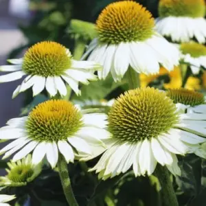 Echinacea Plant Live, White Coneflower Plant, 4 Inch Potted, Indoor Outdoor Garden