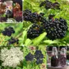 Elderberry Plants Live - Sweet Black American Fruit Trees, 6-12" Height