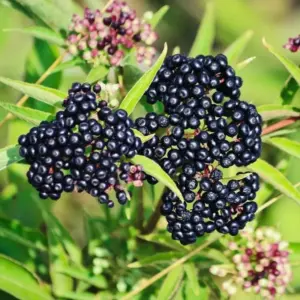 Elderberry Plants Live - Sweet Black American Fruit Trees, 6-12" Height