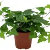 English Ivy Live Plant Perennial Vine Potted 4-8 Inches Tall Green - Low Maintenance Groundcover & Climber