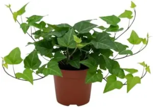 English Ivy Live Plant Perennial Vine Potted 4-8 Inches Tall Green - Low Maintenance Groundcover & Climber