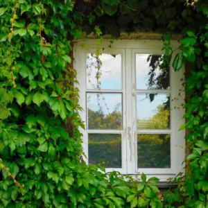 English Ivy Live Plants 2 Pots Perennial Vine 4-8" Tall Fast Growing Climbing for Outdoor Garden Fence Containers