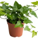 English Ivy Plant 4 inch Pot Hardy Vine Indoor Perennial Climbing Houseplant Starter Green