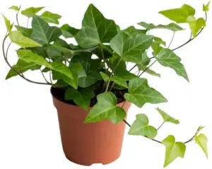 English Ivy Plant 4 inch Pot Hardy Vine Indoor Perennial Climbing Houseplant Starter Green