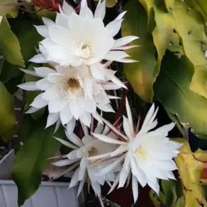 Epiphyllum Oxypetalum Succulent Plant Live - Night Blooming Orchid Cactus 4-6 Inch Tall White Flowers