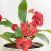 Euphorbia Milii Succulent Plant Potted 8-10 Inch Tall Red Crown of Thorn Live Indoor Houseplant