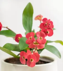 Euphorbia Milii Succulent Plant Potted 8-10 Inch Tall Red Crown of Thorn Live Indoor Houseplant