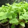 Everbearing Raspberry Bush Live Plant, Cold Hardy Yellow Raspberry, 5-9 Inc Tall Bare Root for Planting