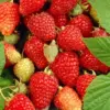 Everbearing Red Raspberry Plants Live 4 Pack for Planting - 5-9 Inch Tall, Cold Hardy Zones 4-8 (Sweet Red Caroline)