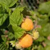 Fall Gold Raspberry Bushes Live Plant Set of 4, 5-10 Inches Tall Edible Berries