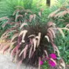 Fountain Grass Live Plants, 3 Pack Ornamental Grasses Perennial Clumps, 4-8 Inch Tall
