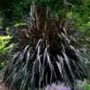 Fountain Grass Plants Live Ornamental Perennial Potted 5-9 Inch Black