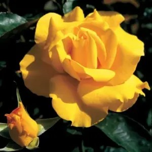 Fragrant Hybrid Rose Bush Live Plant 5-10” Tall – Ready to Grow Yellow Flowering Shrub for Outdoor Garden