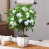 Frost Proof Gardenia Plants Live 3 Pack, 3-6 Inch Tall, Live Cape Jasmine Plant, Indoor Outdoor