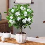 Frost Proof Gardenia Plants Live 3 Pack, 3-6 Inch Tall, Live Cape Jasmine Plant, Indoor Outdoor