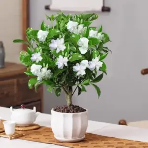Frost Proof Gardenia Plants Live 3 Pack, 3-6 Inch Tall, Live Cape Jasmine Plant, Indoor Outdoor