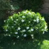 Gardenia Jasmine Plants Live 2-Pack, Indoor Outdoor Blooming Fragrant, 4-6 Inch Tall, Easy Plant
