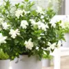 Gardenia Jasmine Plants Live Indoor Outdoor 3-5 Inch Tall Frost Proof Flowering Plant White