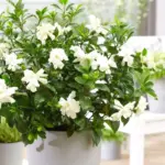 Gardenia Jasmine Plants Live Indoor Outdoor 3-5 Inch Tall Frost Proof Flowering Plant White