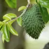 Giant Soursop Tree Live Plant Annona Muricata Sweet Guanabana Seedling 8-17 Inch Tall Tropical Fruit