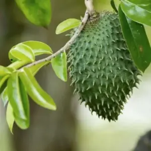Giant Soursop Tree Live Plant Annona Muricata Sweet Guanabana Seedling 8-17 Inch Tall Tropical Fruit