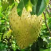 Giant Soursop Tree Live Plant - Annona Muricata Sweet Guanabana Seedling Fruit Tree 9-15" Tall - Green Tropical Fruit Plant