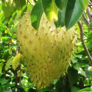 Giant Soursop Tree Live Plant - Annona Muricata Sweet Guanabana Seedling Fruit Tree 9-15" Tall - Green Tropical Fruit Plant