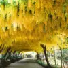 Golden Chain Tree Live Plant - Yellow, 18-28 Inches Tall, Outdoor