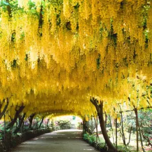 Golden Chain Tree Live Plant - Yellow, 18-28 Inches Tall, Outdoor